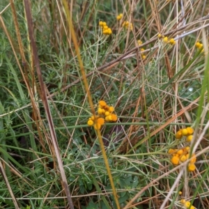 Chrysocephalum semipapposum at Watson, ACT - 13 May 2022 10:55 AM