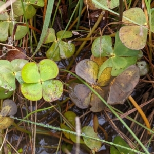 Marsilea mutica at Watson, ACT - 13 May 2022