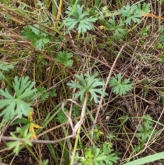 Geranium (genus) (Geranium) at Watson, ACT - 14 May 2022 by AniseStar