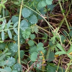 Sanguisorba minor (Salad Burnet, Sheep's Burnet) at Watson, ACT - 14 May 2022 by AniseStar