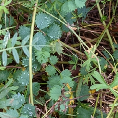 Sanguisorba minor (Salad Burnet, Sheep's Burnet) at Watson, ACT - 13 May 2022 by AniseStar