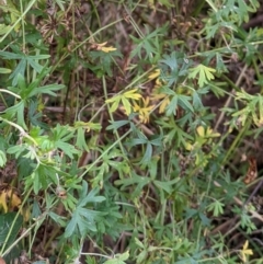Geranium retrorsum (Grassland Cranesbill) at Watson, ACT - 13 May 2022 by AniseStar