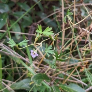 Geranium retrorsum at Watson, ACT - 14 May 2022