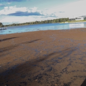 Azolla rubra at Belconnen, ACT - 16 May 2022