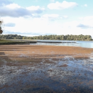 Azolla rubra at Belconnen, ACT - 16 May 2022