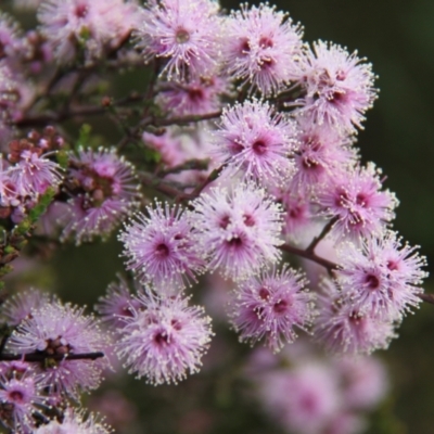 Kunzea parvifolia (Violet Kunzea) at Bruce, ACT - 30 Oct 2016 by JimL