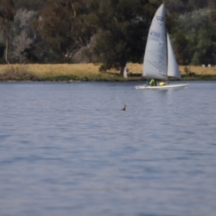 Phalacrocorax carbo (Great Cormorant) at Acton, ACT - 24 Nov 2019 by JimL