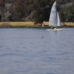 Phalacrocorax carbo at Acton, ACT - 24 Nov 2019