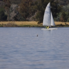 Phalacrocorax carbo at Acton, ACT - 24 Nov 2019