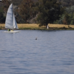 Phalacrocorax carbo at Acton, ACT - 24 Nov 2019