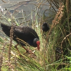 Porphyrio melanotus (Australasian Swamphen) at Lake Ginninderra - 20 Oct 2019 by JimL