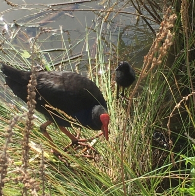 Porphyrio melanotus (Australasian Swamphen) at Belconnen, ACT - 20 Oct 2019 by JimL