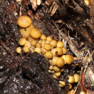 Armillaria sp. at Acton, ACT - 12 May 2022