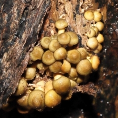 Armillaria sp. at Acton, ACT - 12 May 2022