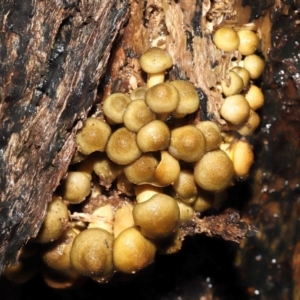 Armillaria sp. at Acton, ACT - 12 May 2022