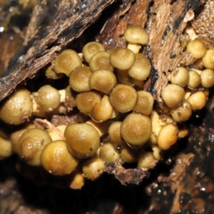 Armillaria sp. at Acton, ACT - 12 May 2022