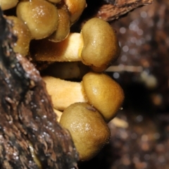 Armillaria sp. at Acton, ACT - 12 May 2022