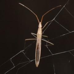 Mutusca brevicornis (A broad-headed bug) at Acton, ACT - 13 May 2022 by TimL