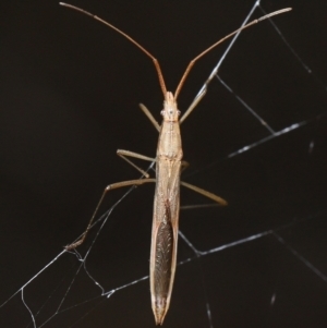 Mutusca brevicornis at Acton, ACT - 13 May 2022