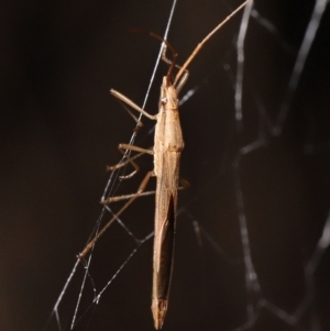 Mutusca brevicornis at Acton, ACT - 13 May 2022