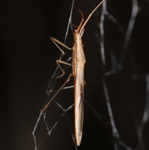 Mutusca brevicornis at Acton, ACT - 13 May 2022 12:16 PM