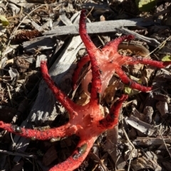 Clathrus archeri (Seastar Stinkhorn) at Lake Burley Griffin West - 15 May 2022 by AJB