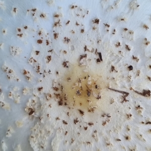 Chlorophyllum/Macrolepiota sp. (genus) at Ward, QLD - 17 May 2022 08:16 AM