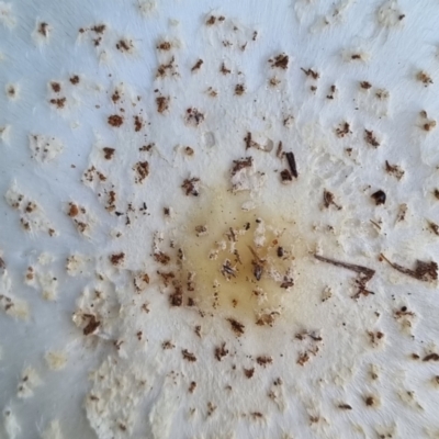 Chlorophyllum/Macrolepiota sp. (genus) at Ward, QLD - 17 May 2022 by AaronClausen