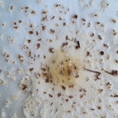 Unidentified Cap on a stem; gills below cap [mushrooms or mushroom-like] at Ward, QLD - 16 May 2022 by AaronClausen