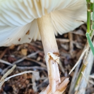 Chlorophyllum/Macrolepiota sp. (genus) at Ward, QLD - 17 May 2022 08:16 AM