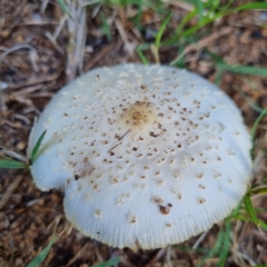 Chlorophyllum/Macrolepiota sp. (genus) at Ward, QLD - 17 May 2022 08:16 AM