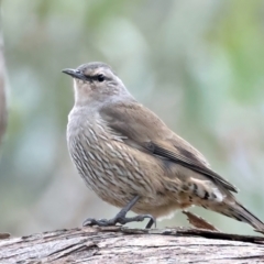 Climacteris picumnus victoriae (Brown Treecreeper) at Bellmount Forest, NSW - 16 May 2022 by jb2602