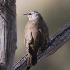 Climacteris picumnus victoriae at Bellmount Forest, NSW - 16 May 2022 11:15 AM