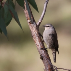 Climacteris picumnus victoriae at Bellmount Forest, NSW - 16 May 2022 11:15 AM