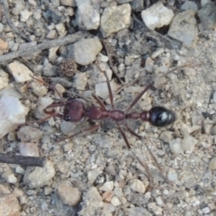 Myrmecia simillima (A Bull Ant) at Tidbinbilla Nature Reserve - 23 Jan 2022 by michaelb