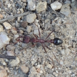 Myrmecia simillima at Paddys River, ACT - 23 Jan 2022 05:46 PM