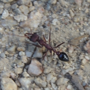 Myrmecia simillima at Paddys River, ACT - 23 Jan 2022 05:46 PM