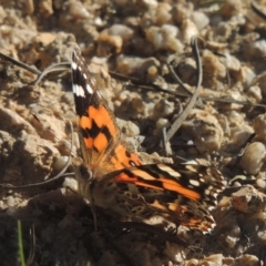 Vanessa kershawi (Australian Painted Lady) at Paddys River, ACT - 23 Jan 2022 by MichaelBedingfield