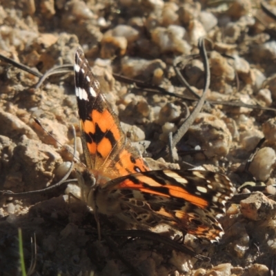 Vanessa kershawi (Australian Painted Lady) at Paddys River, ACT - 23 Jan 2022 by michaelb