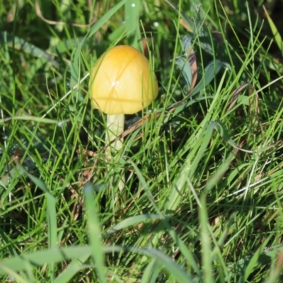 Bolbitius titubans (Yellow Fieldcap Mushroom) at Molonglo River Reserve - 16 May 2022 by SandraH