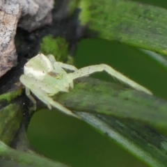 Sidymella rubrosignata (Crab spider) at Braemar - 15 May 2022 by Curiosity