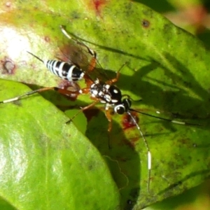 Stenarella victoriae at Braemar, NSW - 16 May 2022