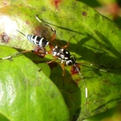 Stenarella victoriae (An ichneumon parasitic wasp) at Braemar - 16 May 2022 by Curiosity