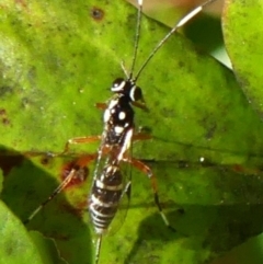 Stenarella victoriae at Braemar, NSW - 16 May 2022