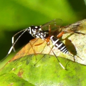 Stenarella victoriae at Braemar, NSW - 16 May 2022