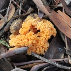 Ramaria sp. (A Coral fungus) at Dryandra St Woodland - 13 May 2022 by Lynne54321