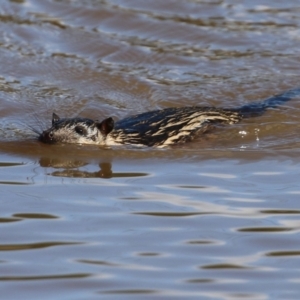 Hydromys chrysogaster at Fyshwick, ACT - 16 May 2022