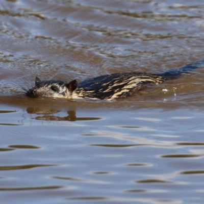 Hydromys chrysogaster (Rakali or Water Rat) at Fyshwick, ACT - 16 May 2022 by RodDeb