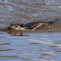 Hydromys chrysogaster (Rakali or Water Rat) at Jerrabomberra Wetlands - 16 May 2022 by RodDeb