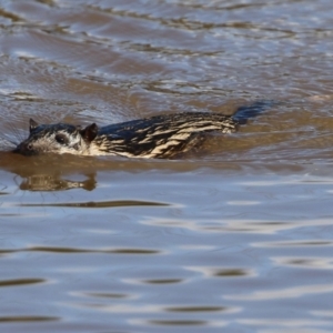 Hydromys chrysogaster at Fyshwick, ACT - 16 May 2022